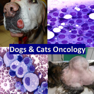 Veterinary oncology for the clinician - Online- RACE approved
