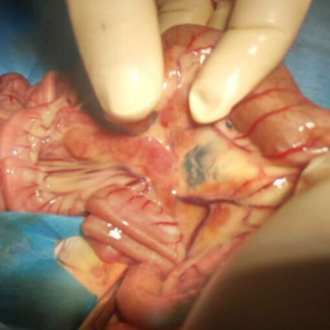 כירורגיית בטן-מעשי, 8-9 ביוני 2026