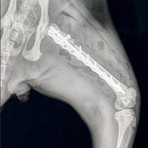 אורטופדיה - פלטות, 17-18 ביוני 2026